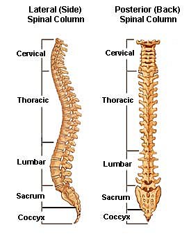 spine full